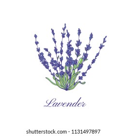 Vector lavender hand drawn label.Lavender flowers.Healing and cosmetics herb.Medical plant. Great for traditional medicine design. Great design for natural and organic products.