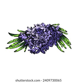 vector lavender hand drawn. provence vintage, herb floral, purple branch vector lavender vector sketch. isolated color illustration