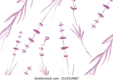 
vector lavender illustration. Blooming fragrant lavender purple