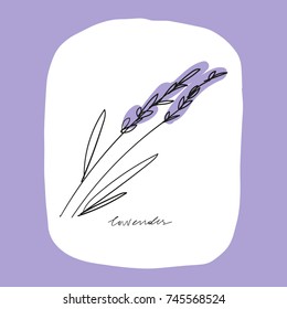 Vector lavender. Poster, postcard, sticker, print, element for design and other.