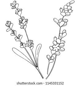 Vector lavender wildflower in a vector style isolated. Vector flower for background, texture, wrapper pattern, frame or border.
