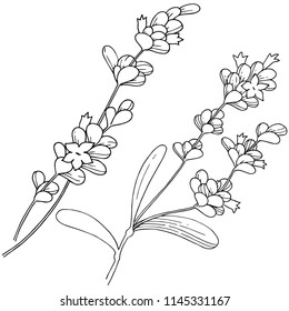 Vector lavender wildflower in a vector style isolated. Vector flower for background, texture, wrapper pattern, frame or border.