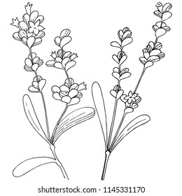 Vector lavender wildflower in a vector style isolated. Vector flower for background, texture, wrapper pattern, frame or border.