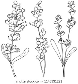 Flor silvestre de lavanda vectorial en un estilo vectorial aislado. Flor vectorial para fondo, textura, patrón envolvente, marco o borde.