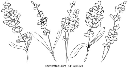 Vector lavender wildflower in a vector style isolated. Vector flower for background, texture, wrapper pattern, frame or border.