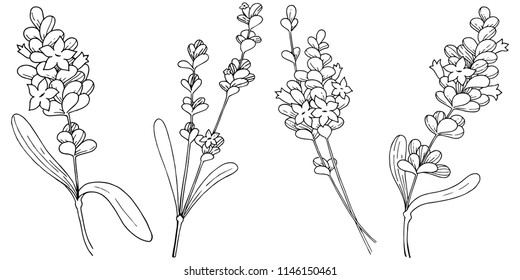 Vector lavender wildflower in a vector style isolated. Vector flower for background, texture, wrapper pattern, frame or border.