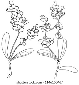 Vector lavender wildflower in a vector style isolated. Vector flower for background, texture, wrapper pattern, frame or border.