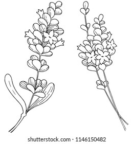 Vector lavender wildflower in a vector style isolated. Vector flower for background, texture, wrapper pattern, frame or border.