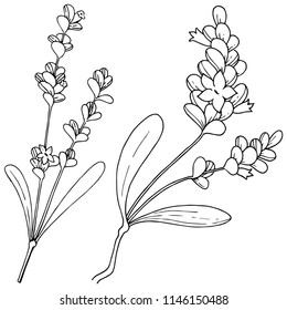 Vector lavender wildflower in a vector style isolated. Vector flower for background, texture, wrapper pattern, frame or border.