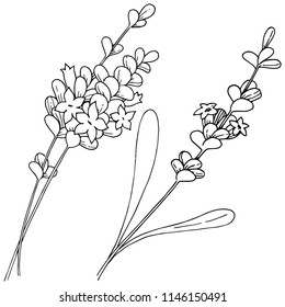 Vector lavender wildflower in a vector style isolated. Vector flower for background, texture, wrapper pattern, frame or border.