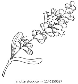 Vektorgrafik-Lavendel-Wildblume einzeln auf Vektorgrafik. Vektorblume für Hintergrund, Textur, Wrapper-Muster, Rahmen oder Rahmen.