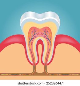 Vector layout of tooth illustration