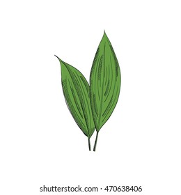 vector leaf
