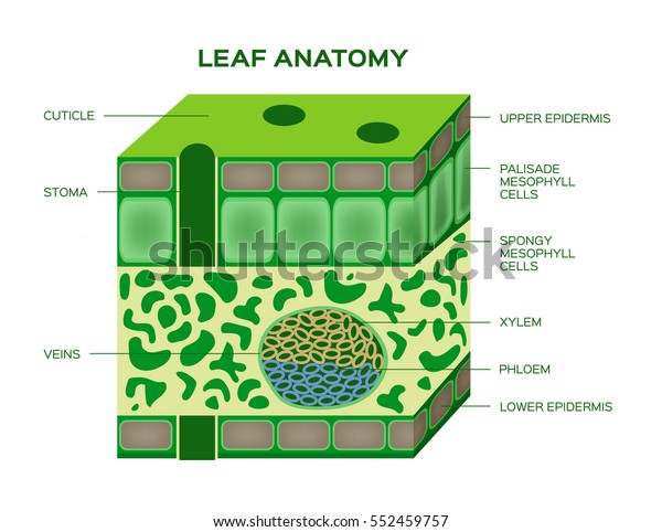 Vector Leaf Anatomy On White Background Stock Vector (Royalty Free ...