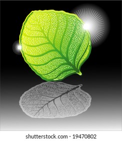 VECTOR Leaf autumn background