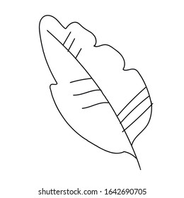 The vector leaf of the banana hand drawn. Tropical and botanical illustration black line art on a white isolated background. Design for web,social networks,stickers, cards, packaging,wallpaper.