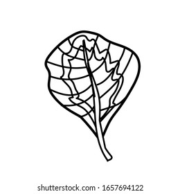 La hoja vectorial de la mano de Calatea dibujada. Ilustración tropical y botánica de la línea negra en un fondo blanco aislado. Diseño para web, redes sociales, textiles, pegatinas, tarjetas, embalaje.