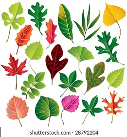 Vector Leaf Collection