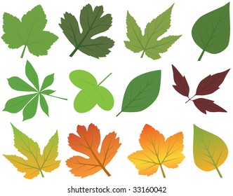  Vector Leaf Collection