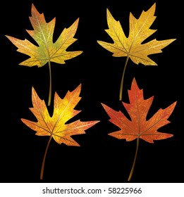 Vector Leaf Collection