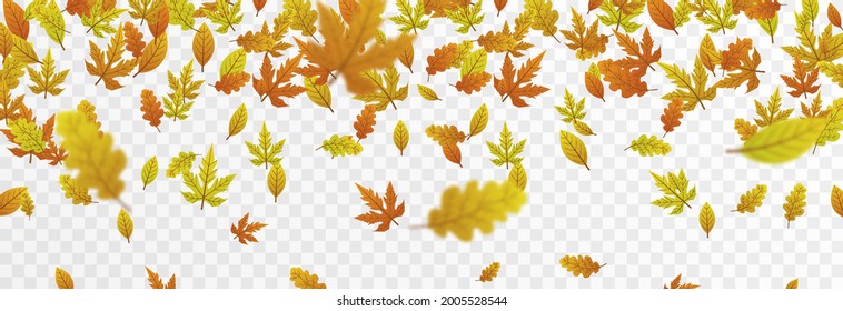 Vector leaf fall on an isolated transparent background. Autumn, the leaves are falling from the trees. Leaves png.