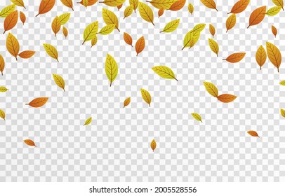 Vector leaf fall on an isolated transparent background. Autumn, the leaves are falling from the trees. Leaves png.