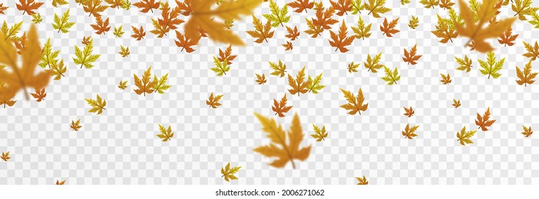 Vector Leaf Fall On An Isolated Transparent Background. Autumn, The Leaves Are Falling From The Trees. Leaves Png.