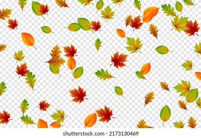 Vector Leaf Fall On An Isolated Transparent Background. Autumn, The Leaves Are Falling From The Trees. Leaves Png.