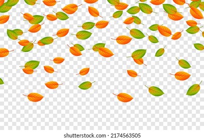 Vector Leaf Fall On An Isolated Transparent Background. Autumn, The Leaves Are Falling From The Trees. Leaves Png.