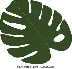 vector of a leaf fern (monstera)