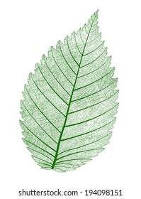 Vector leaf isolated.