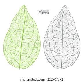 Vector leaf isolated.