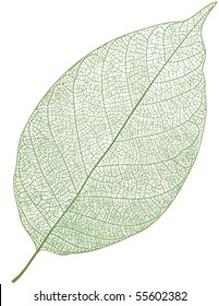 Vector leaf isolated