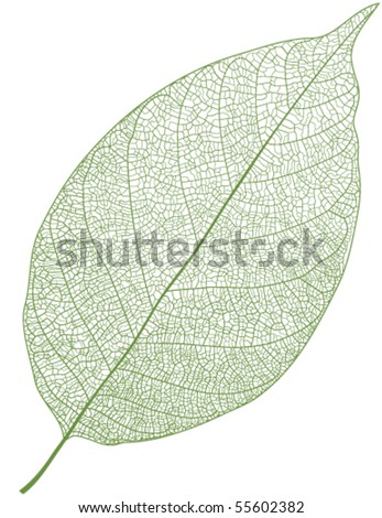 Vector leaf isolated