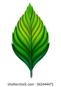 Vector  leaf  isolated. Green, EPS10.