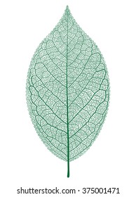 Vector leaf isolated and skeleton.