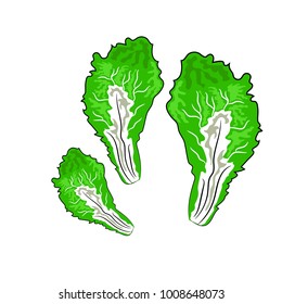 Vector leaf lettuce on white background. Illustration.