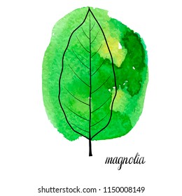 vector leaf of magnolia tree at green watrcolor paint stains, hand drawn illustration