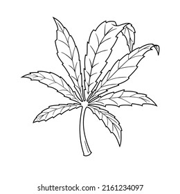 Hoja vectorial de la marihuana. Esbozo de hojas de cannabis. Negro y blanco Aislado sobre fondo blanco.