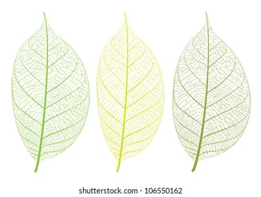 Vector leaf on white background