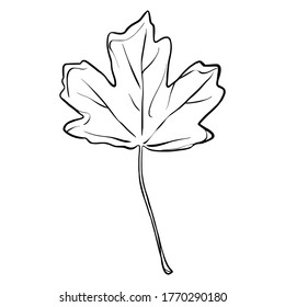 Vector leaf on white background. Black and white line art illustration