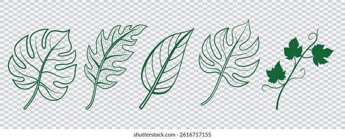 Vector leaf outline set with botanical line art designs on transparent background, ideal for eco branding, organic patterns, natural decoration, or green-themed creative illustrations.