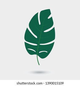 Vector leaf of palm tree isolated on white background. Green tropical tree leaf, element for design of brochure, poster, web, ad 