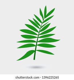 Vector leaf of palm tree isolated on white background. Green tropical tree leaf, element for design of brochure, poster, web, ad 