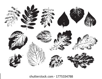 Vector Leaf print. Different black leaves stamp. Hand drawn floral elements. 