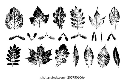 Vector сollection Leaf print. Different black imprints leaves stamp. Hand drawn mark foliage elements on white background