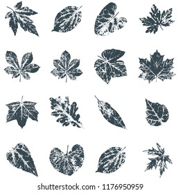 Vector Leaf print. Inkprinted leaves of the trees on paper. Traced vector image.