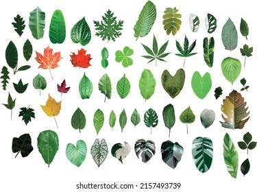 vector leaf set from illustrator There are fifty-two forms of leaves. There are spotted leaves, green, red maple, heart shape, cover, hemp, tong, lotus and many more. Can be used in many forms.