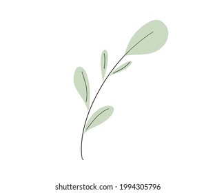 vector leaf, simple botanical leaf illustration isolated on white background, doodle leaf style, green leaves illustration