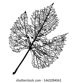 Vector leaf skeleton silhouette. Black contour on white background.